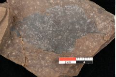 Foto (Detailsansicht) von Quercus palaeoilex Ettingshausen (NHMW-GEO-2024-0188-0941)
